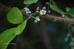 Rubus ellipticus